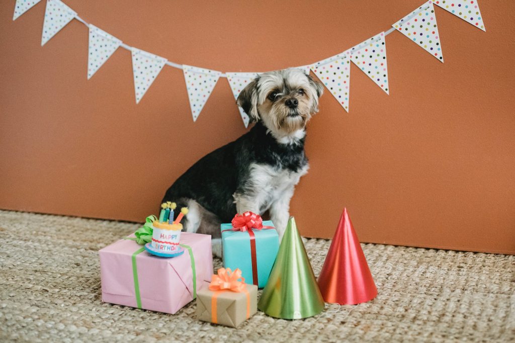 cute dog surrounded by gift boxes