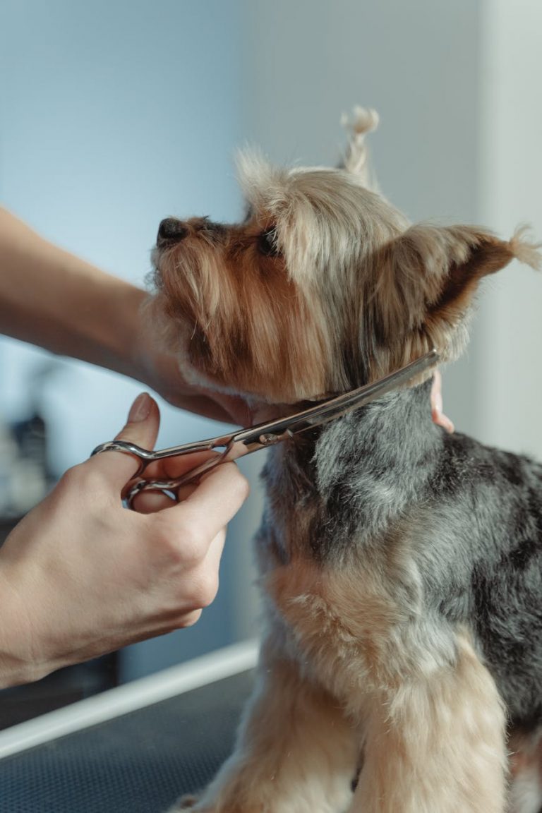 person grooming hair of yorkshire terrier