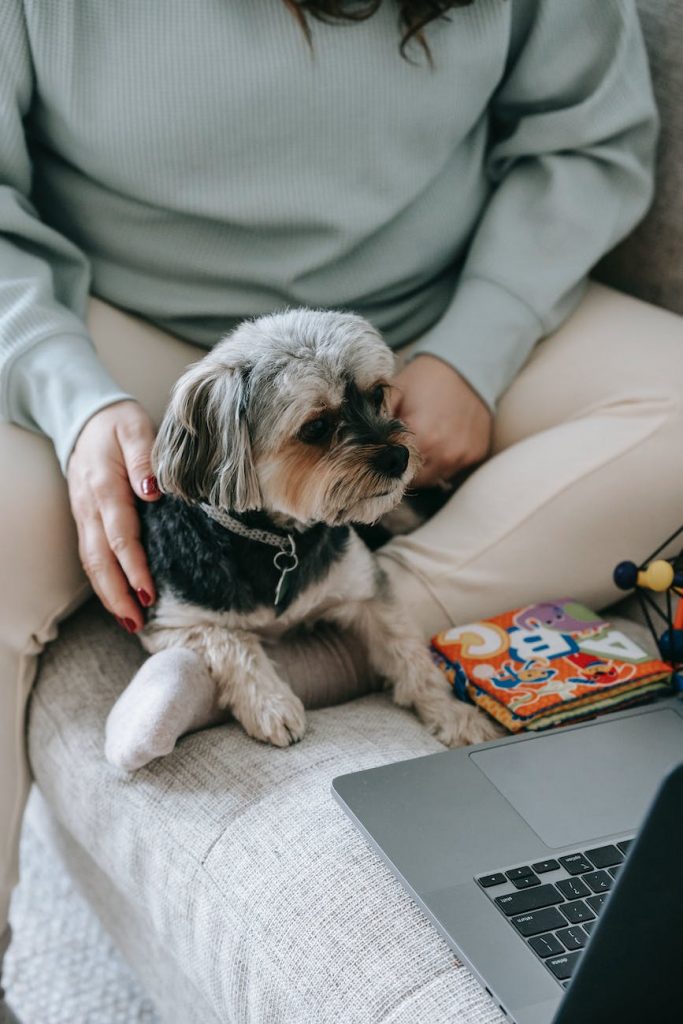 crop woman with curious dog watching laptop together on couch