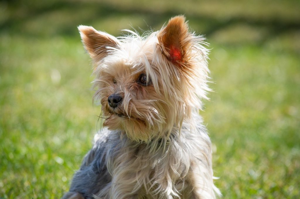 yorkshire terrier in the nature