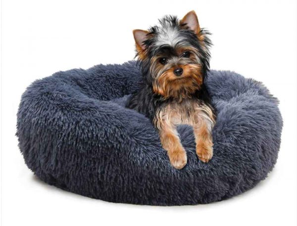 yorkie bed