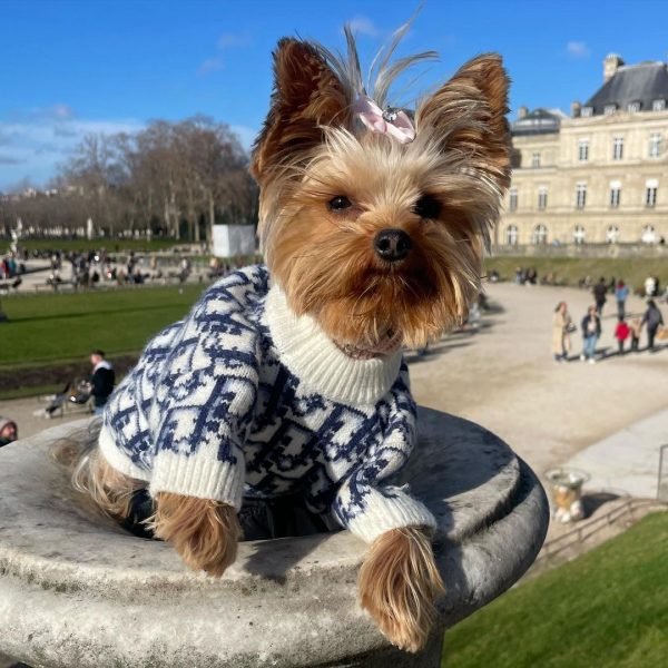 sweater for yorkshire terriers
