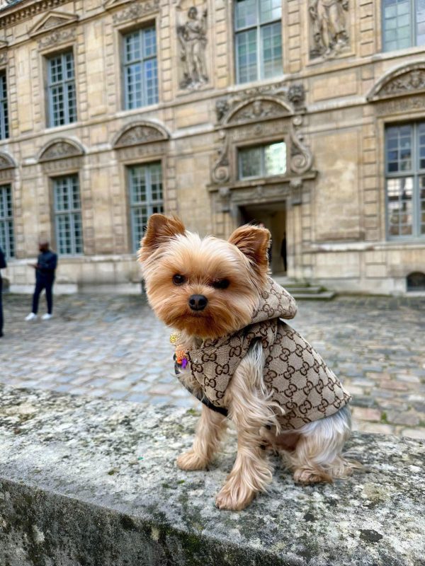 best clothes for teacup yorkies